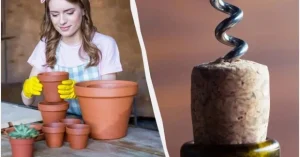Винні корки кладуть у горщики з квітами не просто так: яку проблему це вирішує